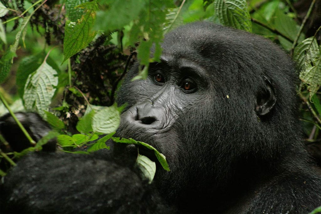 Mountain Gorillas in The Mist