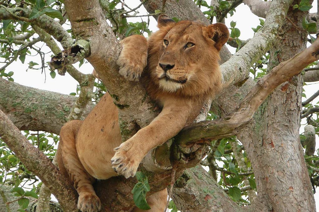 Ishasha tree lions