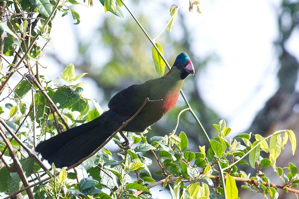 Ruwenzori-Turaco Mgahinga Birding