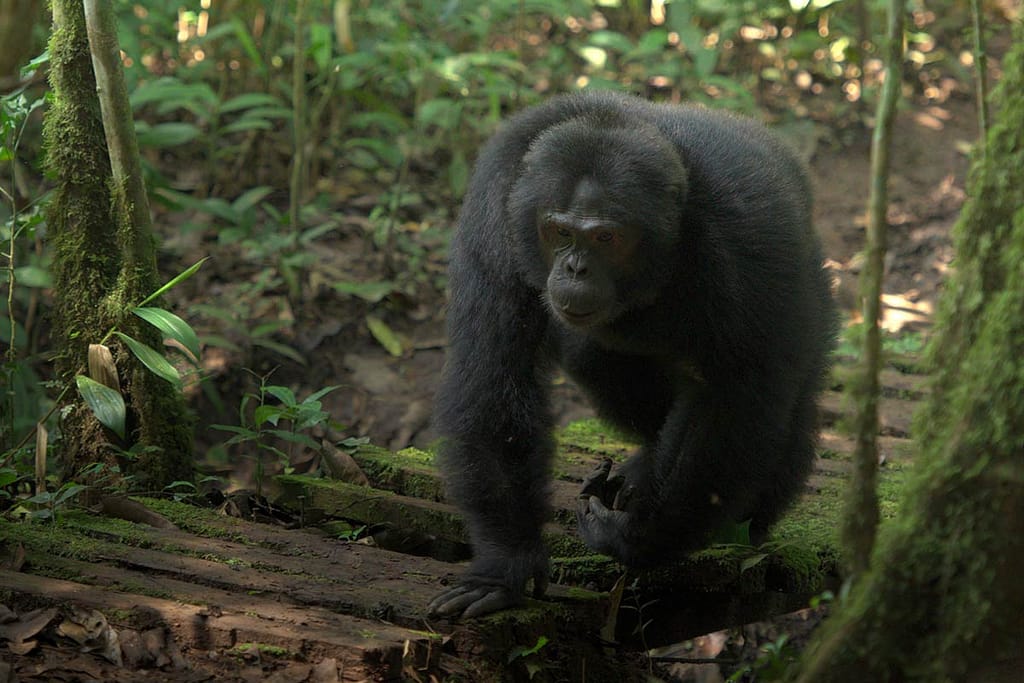 Comparing Chimpanzee Trekking & Gorilla Trekking