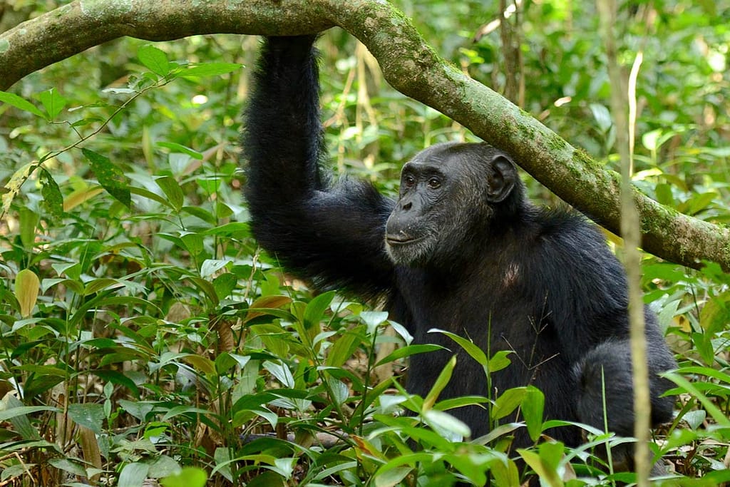 Chimpanzee Habituation Experience
