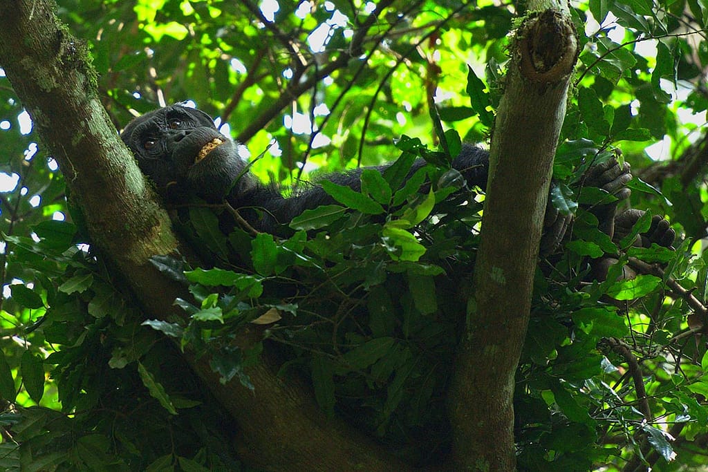 Kibale Forest's Chimpanzee Habituation Experience (CHEX)