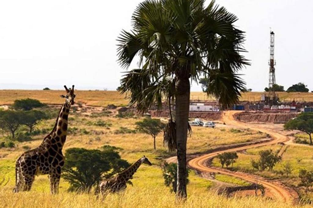 Conservation and the License to drill in Uganda