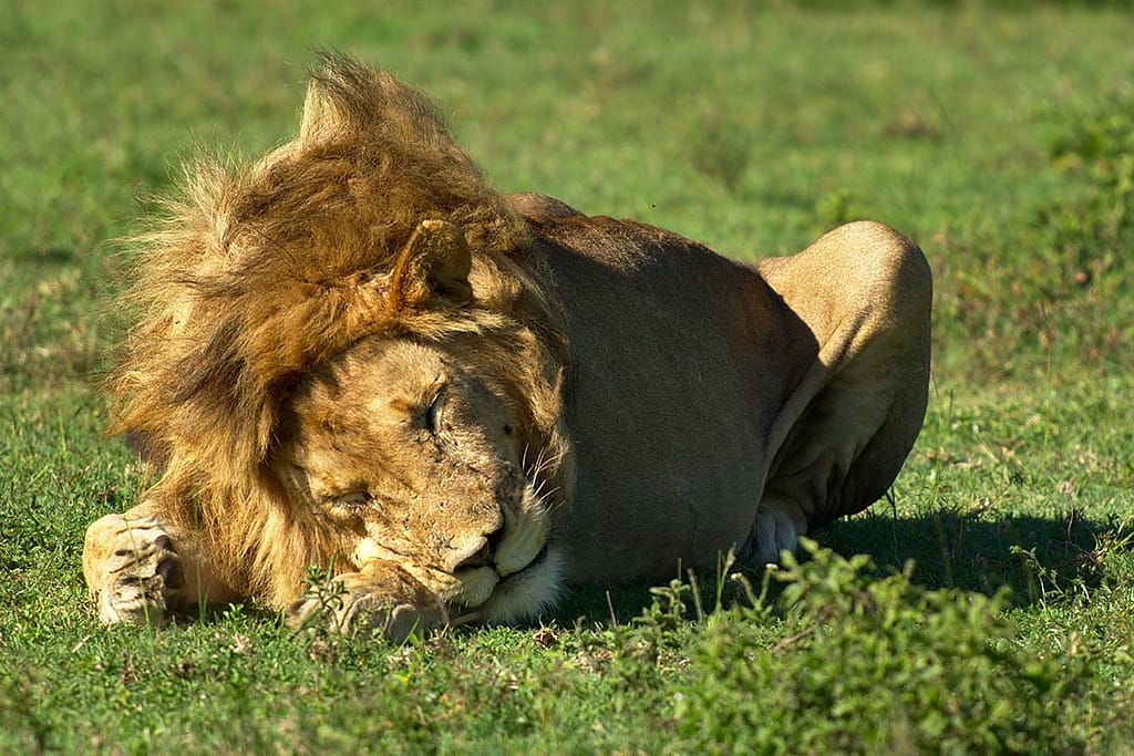 game drive safaris in Uganda