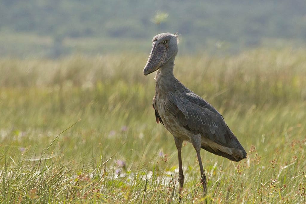 Shoebill birding in Uganda