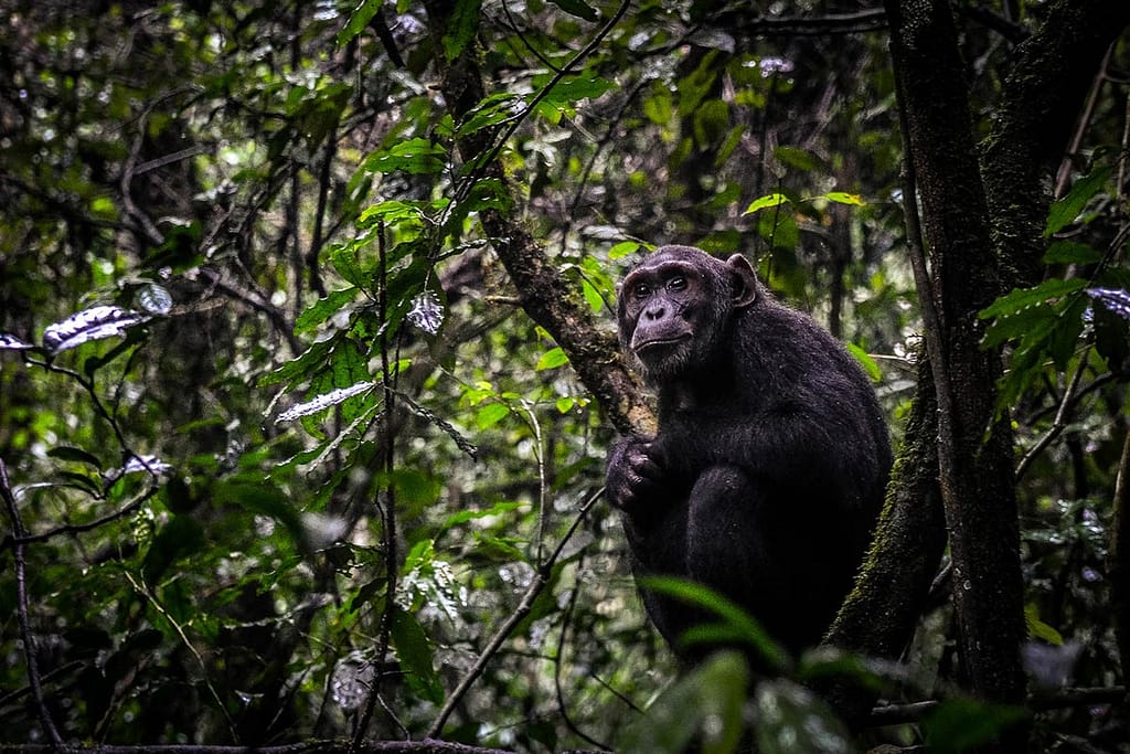 chimpanzee trekking and habituation experience in Uganda