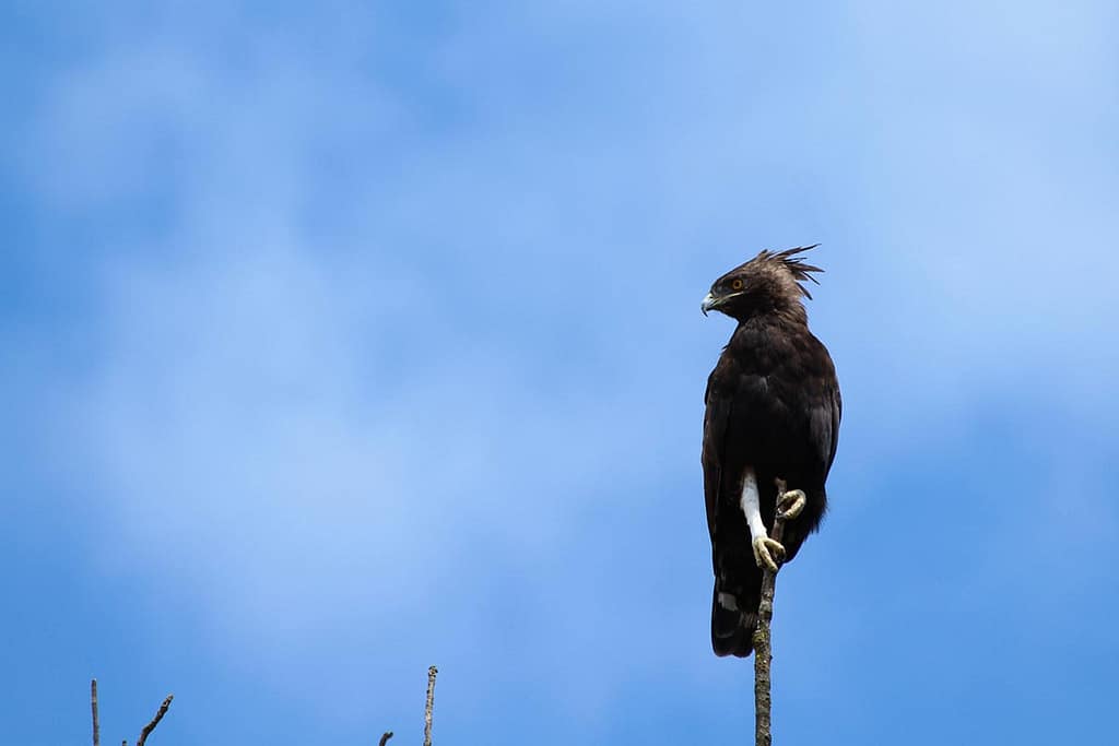 Long-crested Eagle