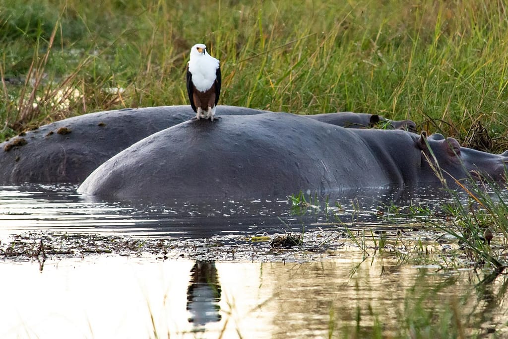 African Fish Eagle