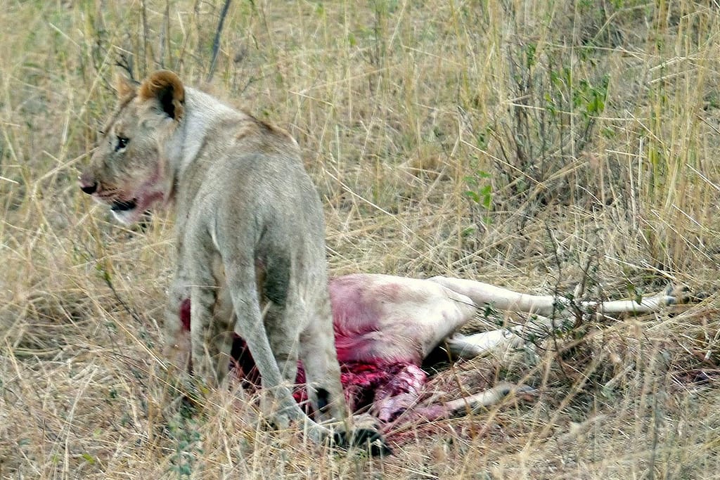 lion safari hunt in Uganda