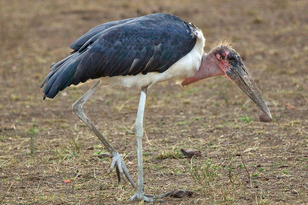 Marabou stork