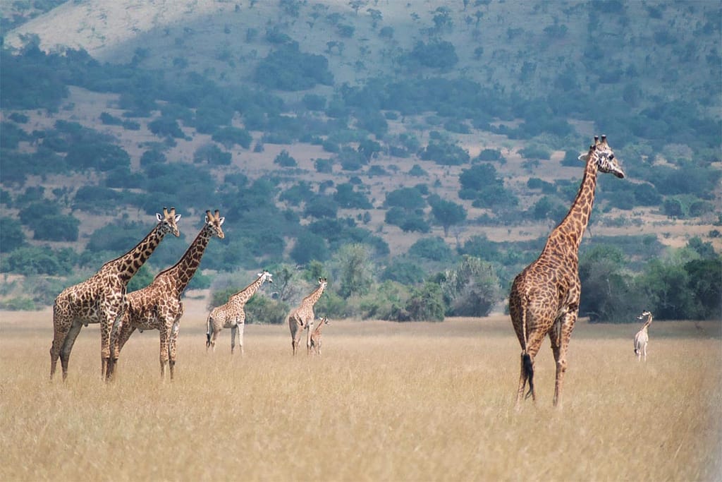 Rwanda National Parks