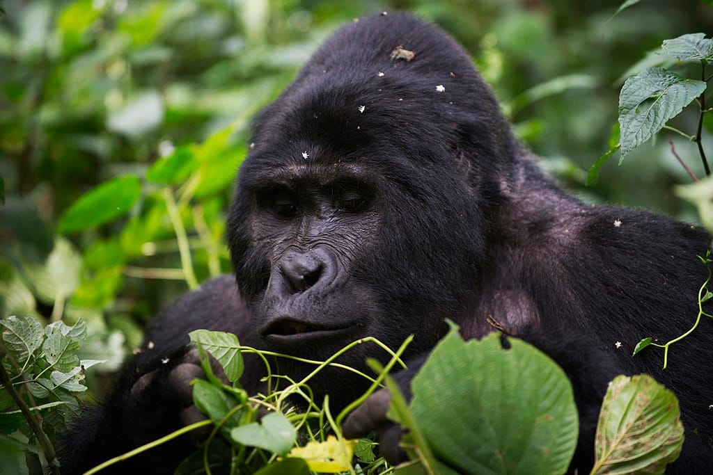ee a mountain gorilla in the thick mountain forest of Bwindi Impenetrable Forest