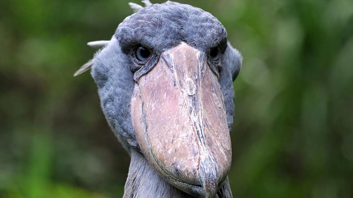 Bird watching in Uganda; Which Birds To See