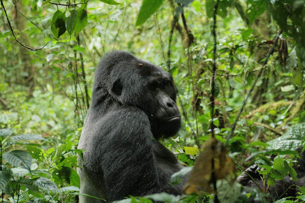 silverback mountain gorilla