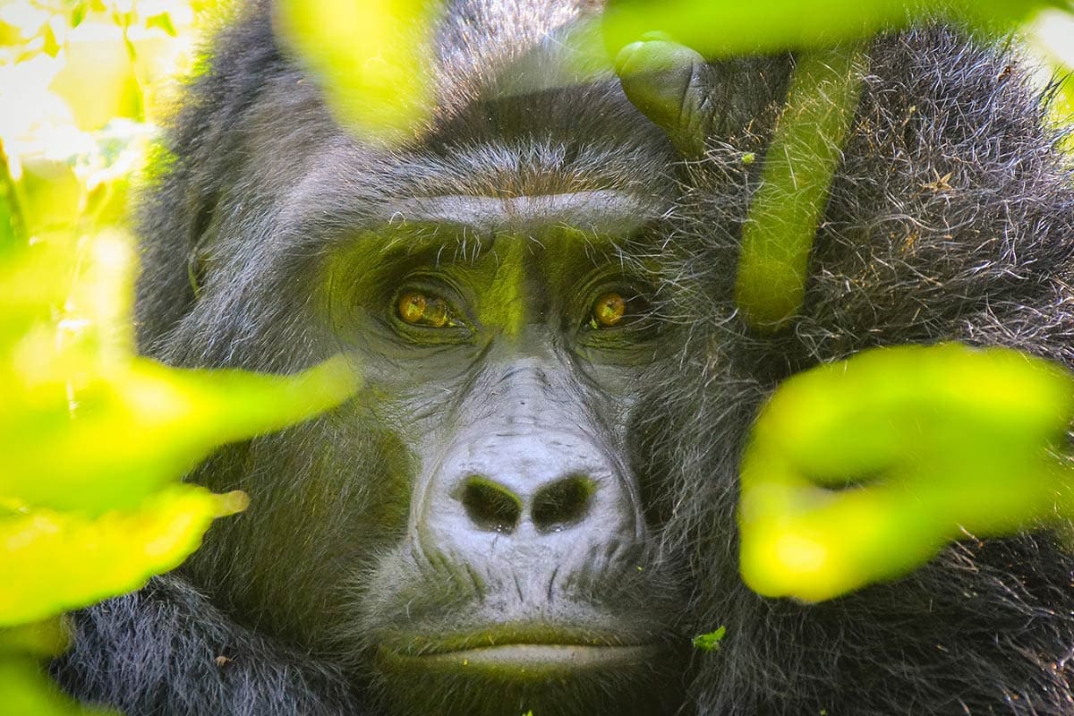 Uganda Gorilla Trekking: A trip of a lifetime