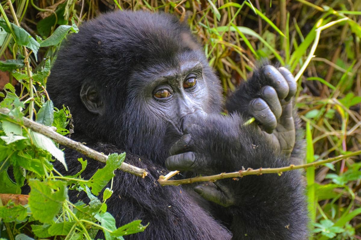 gorilla trek in Uganda