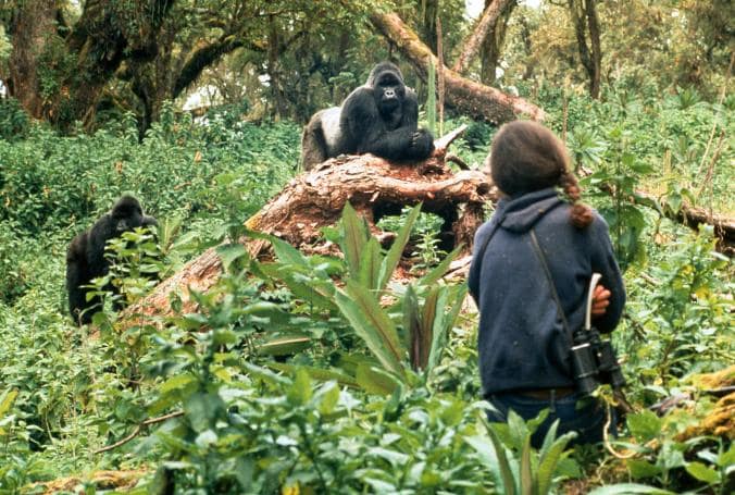 gorilla safaris in Uganda