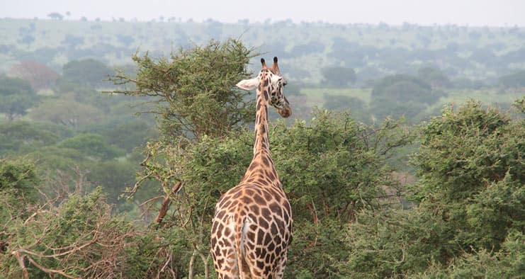 Classic Africa Safari in Uganda