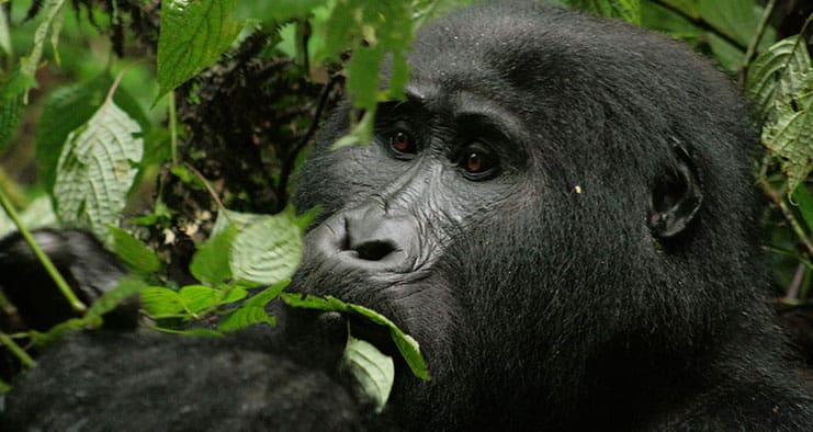 Gorilla Safari Uganda Luxury Holiday