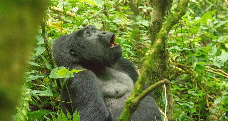 Uganda Gorillas & Wild Adventure Safari