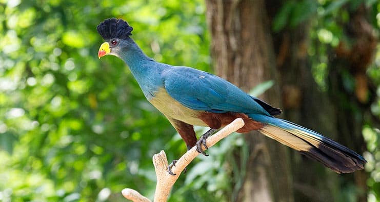 Uganda bird watching tour 18 days