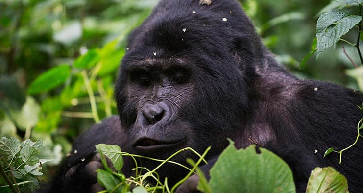 Rwanda Gorilla Trekking Safaris