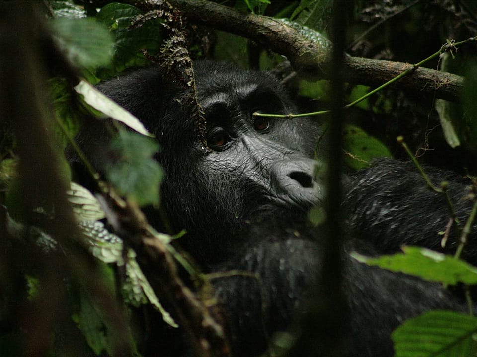 Uganda gorilla permit