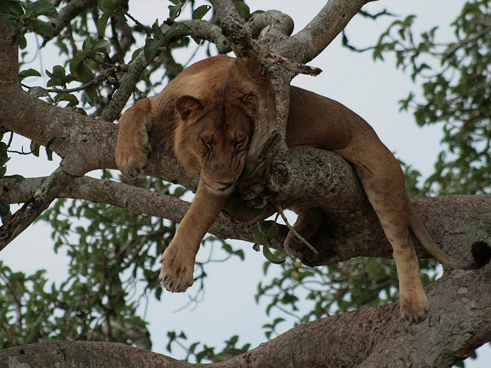 Game Drives in Uganda at Murchison Falls national park.
