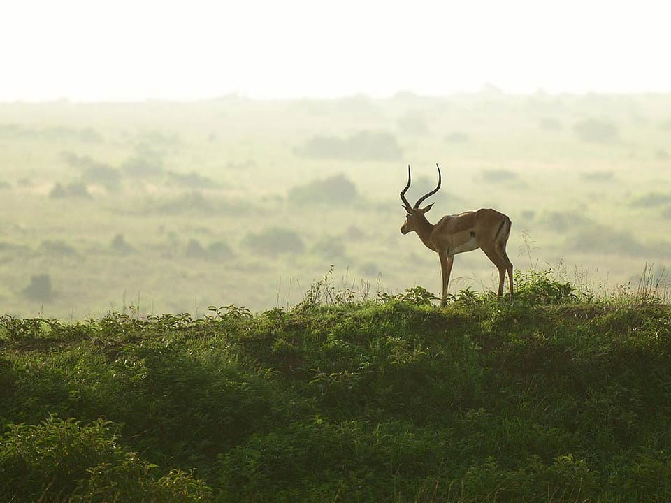 Wildlife Viewing in Uganda Secrets
