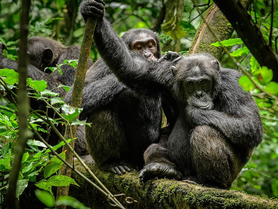 Chimpanzees in Uganda and Facts