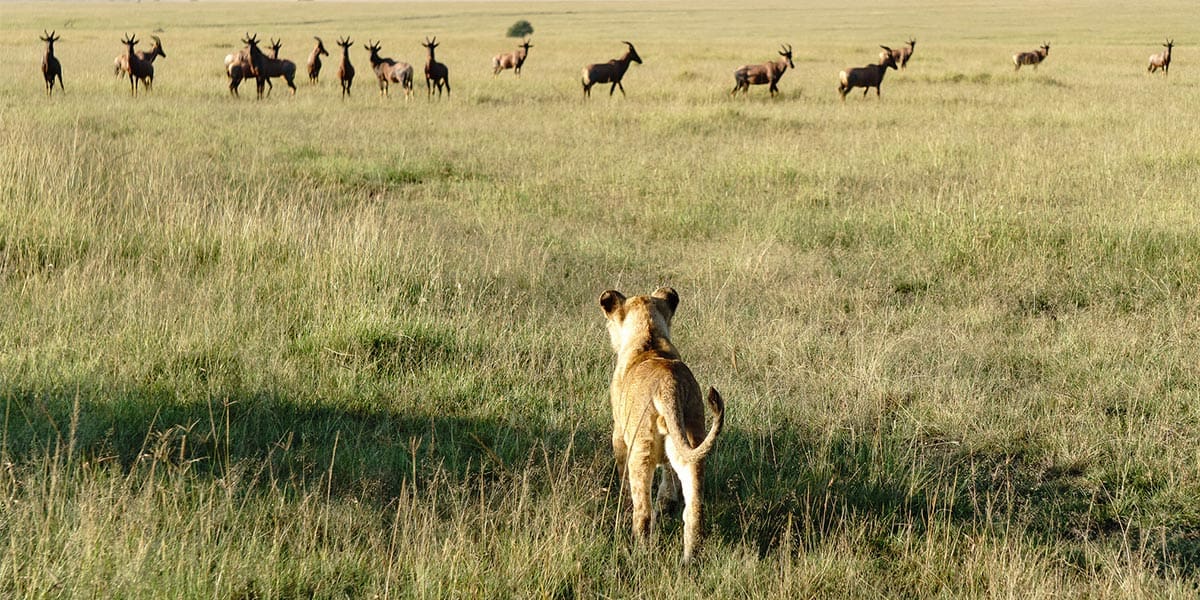 About Naturetrack Expeditions