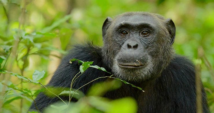 Discover the charm of Uganda